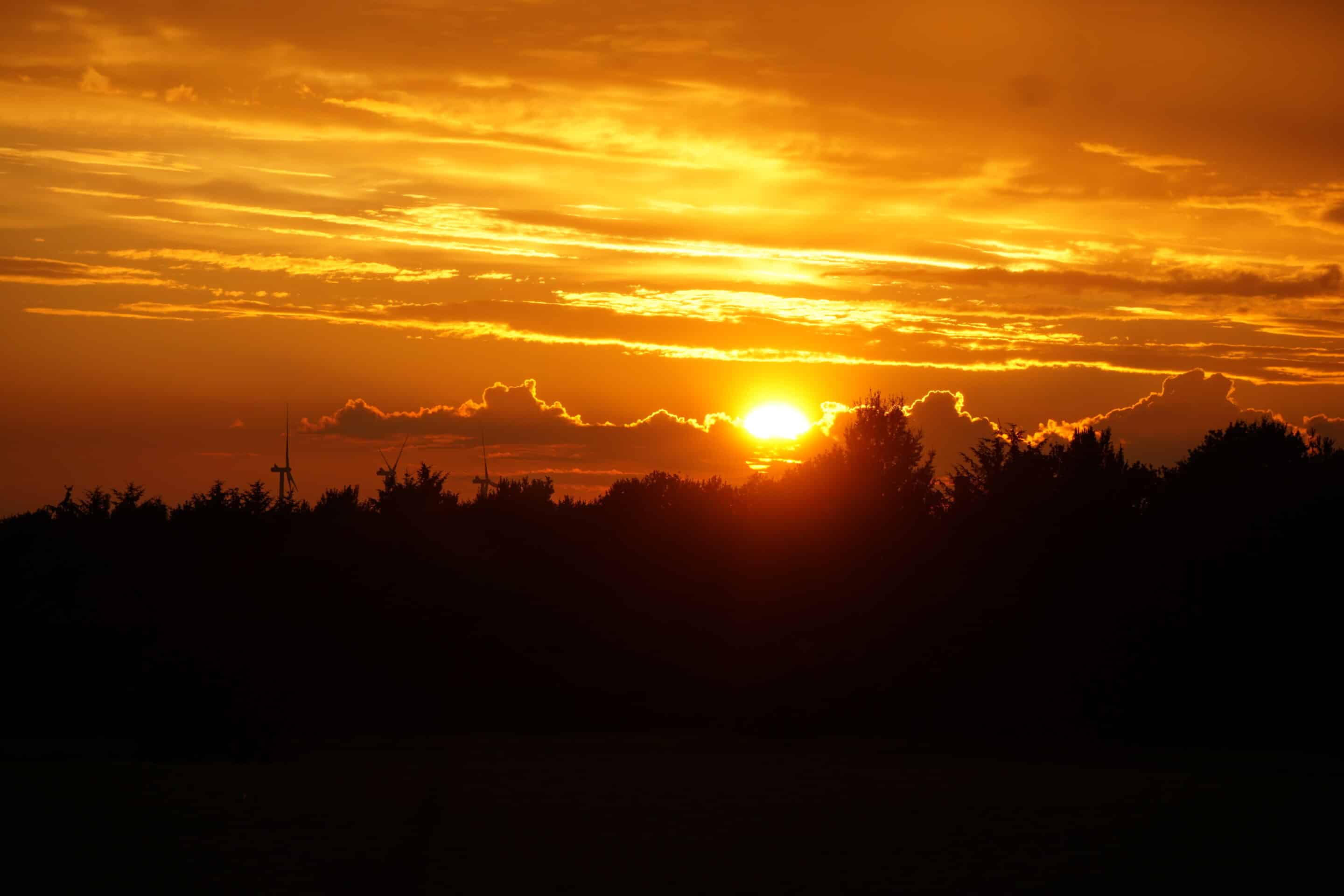 Solnedgang bag vinranker