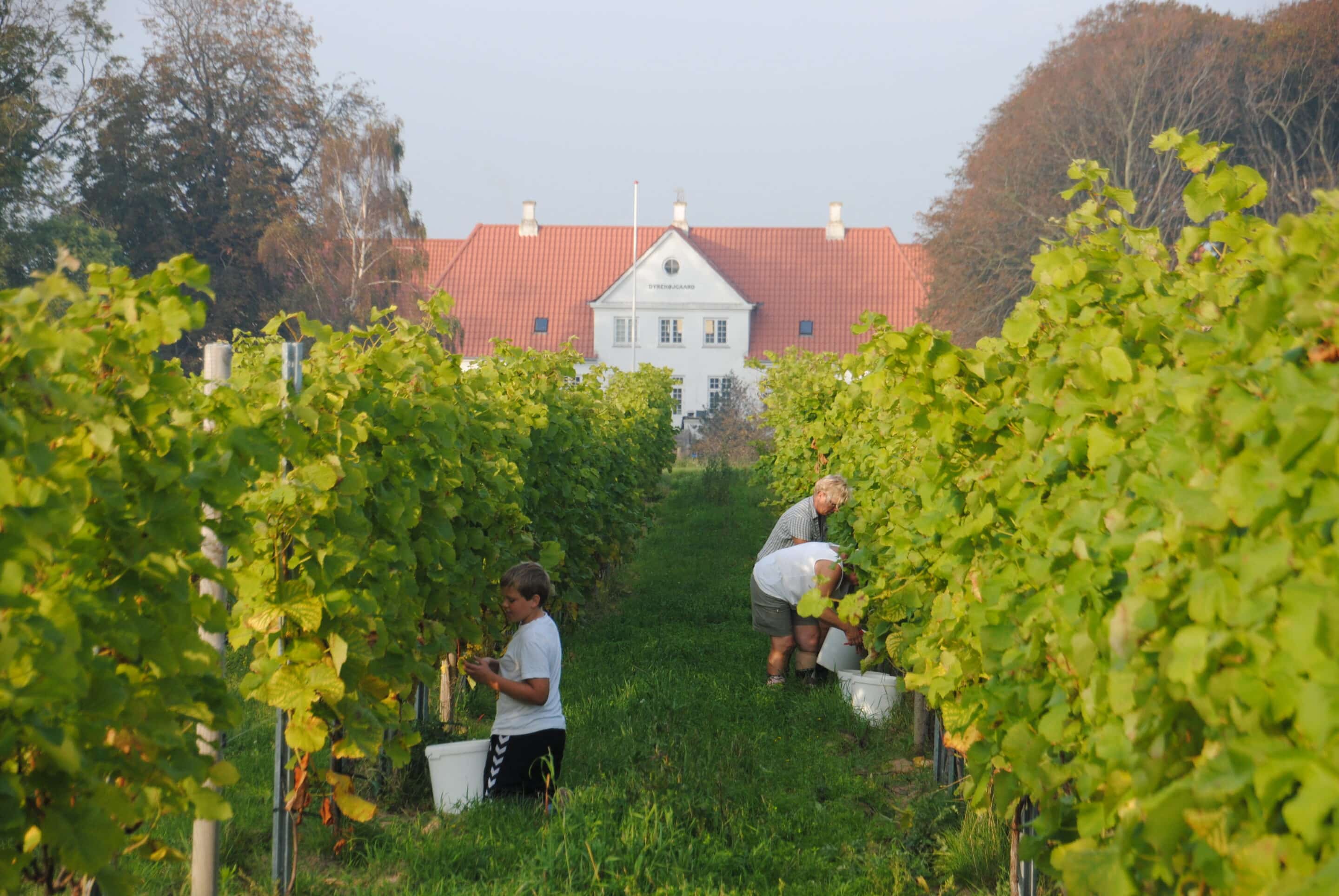 Dansk vingård hvor der plukkes vin i marken