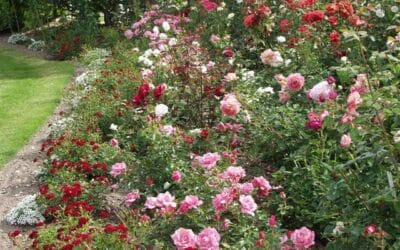 Rosenhaven