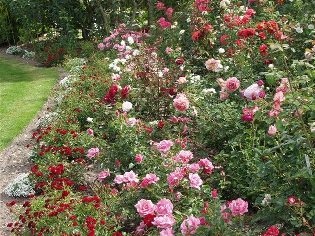 Rosenhaven