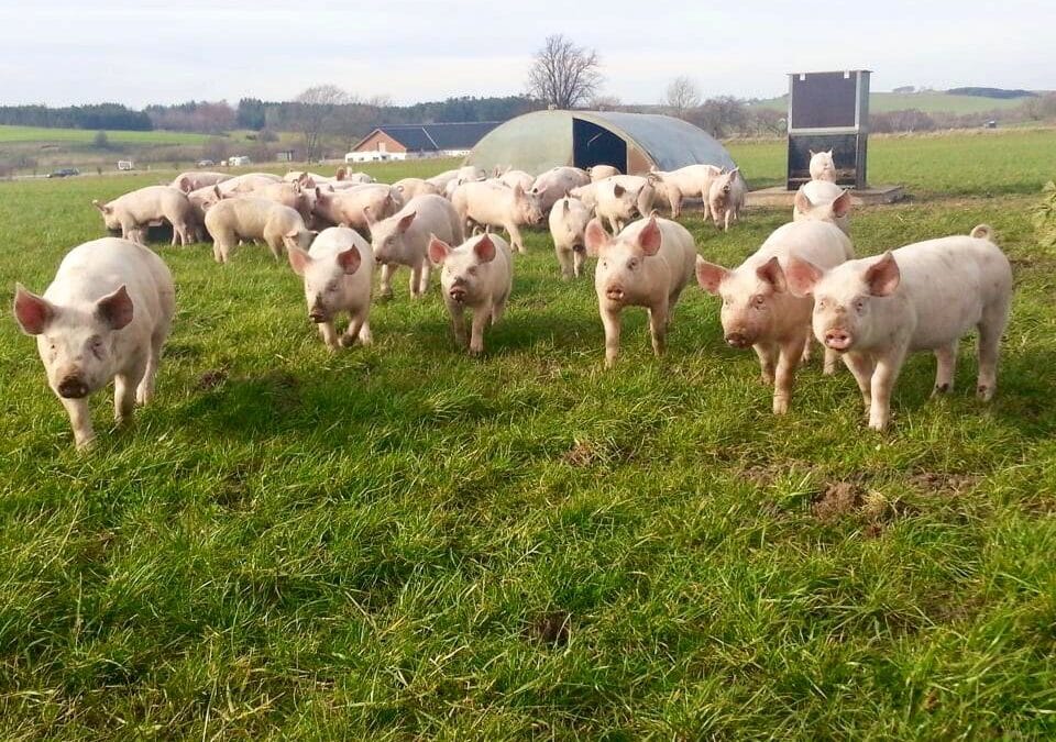 Free-range pigs in a rural landscape