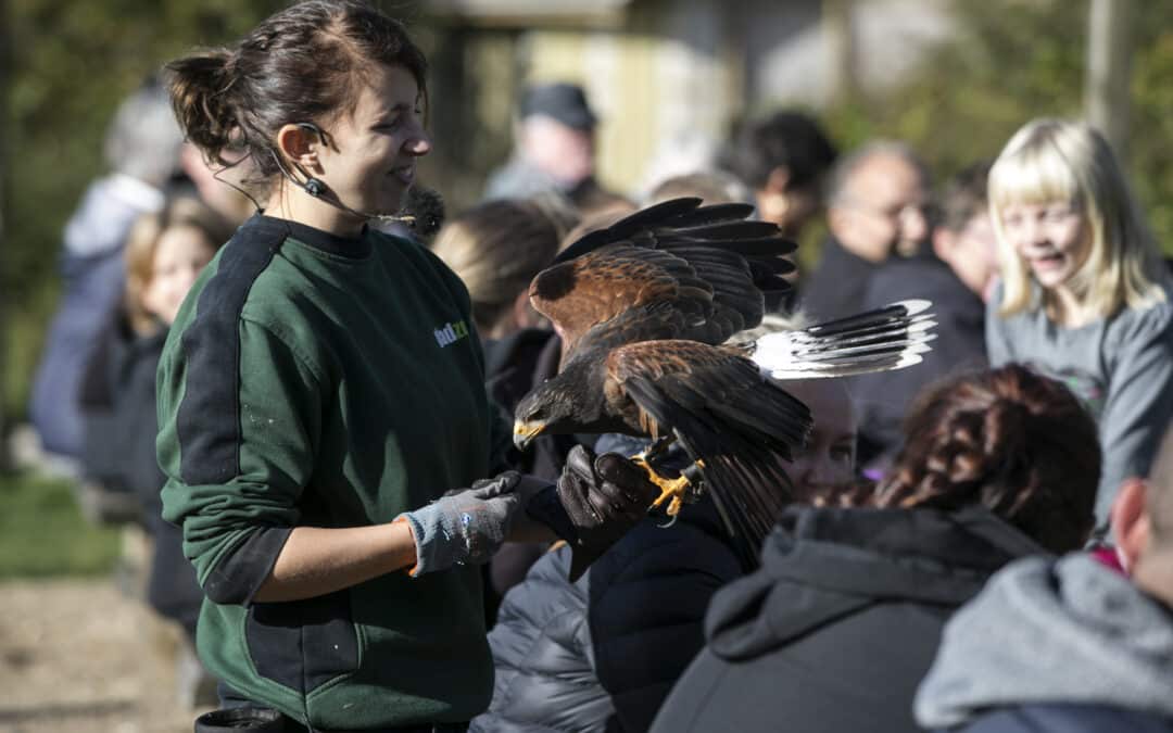 Glad Zoo's falconer presents some of the zoo's birds of prey.