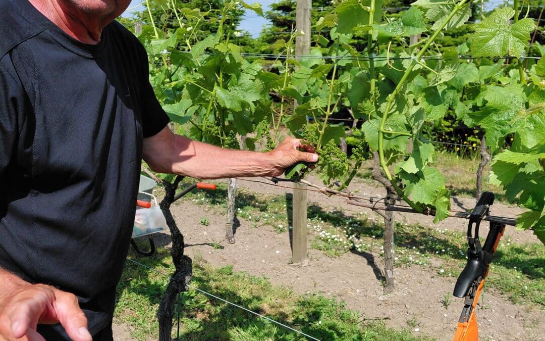 Vinbonde i vinmarken